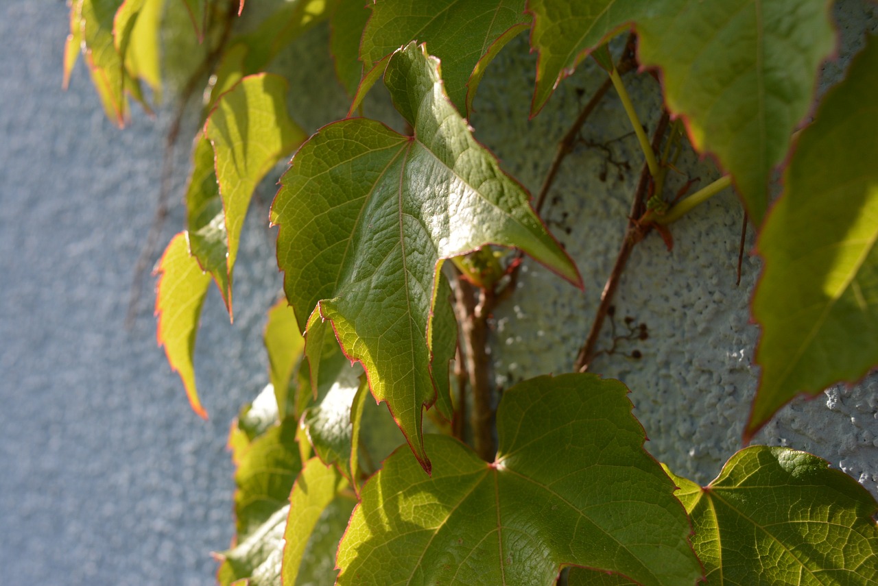 wine leaves climb free photo