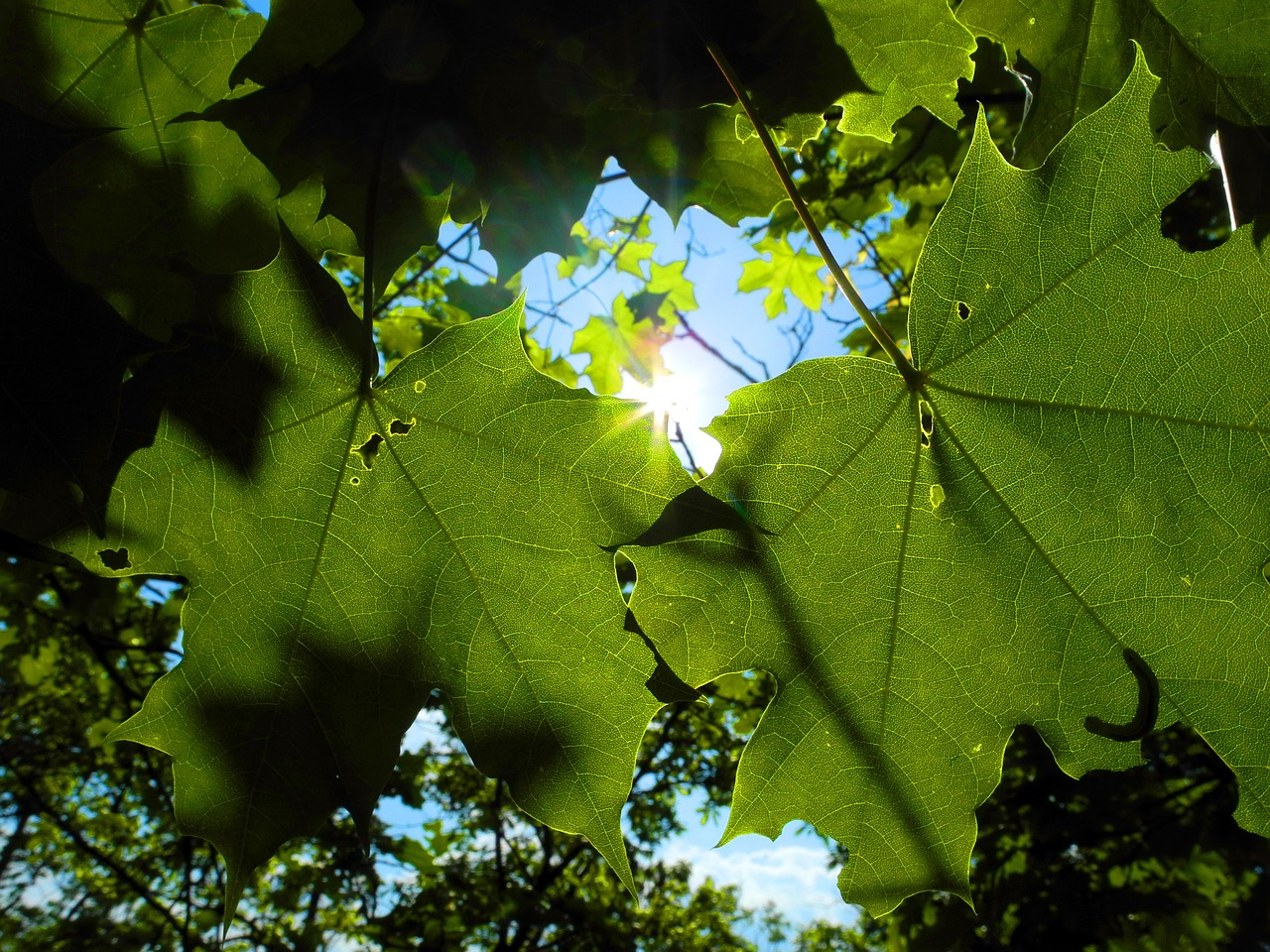 wine foliage plant free photo