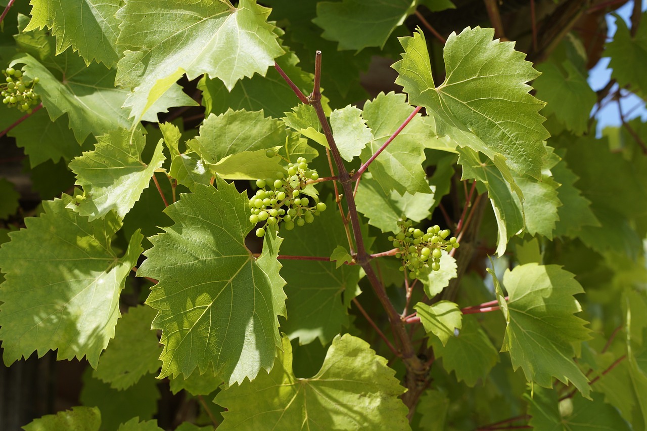 wine vines grow free photo