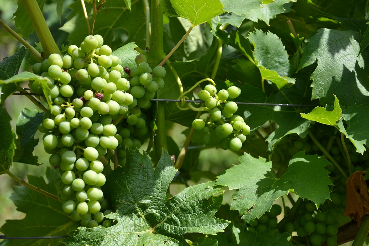 wine vine grapes free photo
