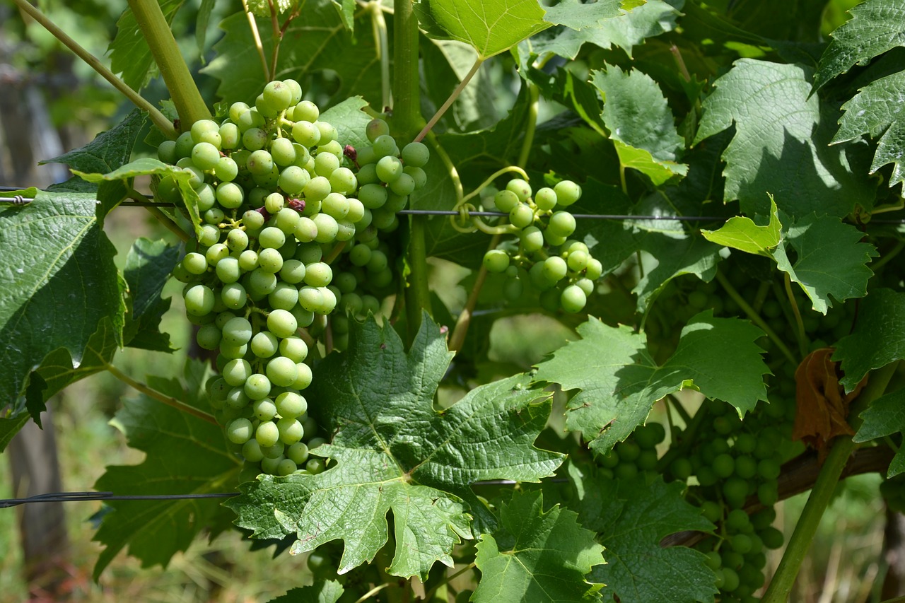 wine vine grapes free photo