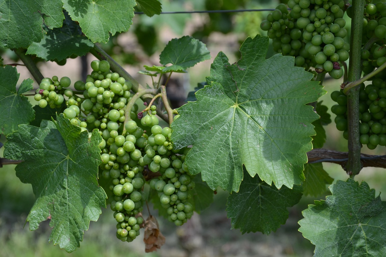 wine vine grapes free photo