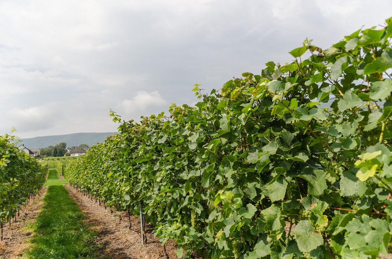wine vineyard vines free photo