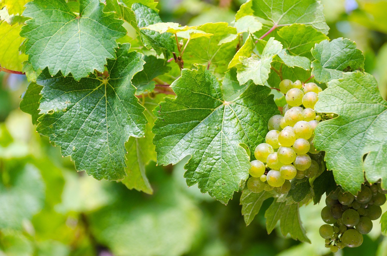 riesling white wine grape harvest free photo