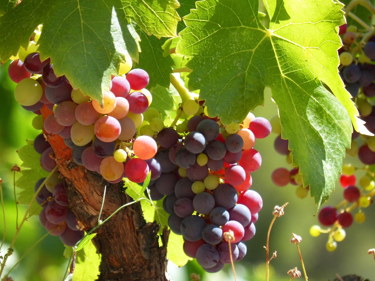 wine grape vine free photo