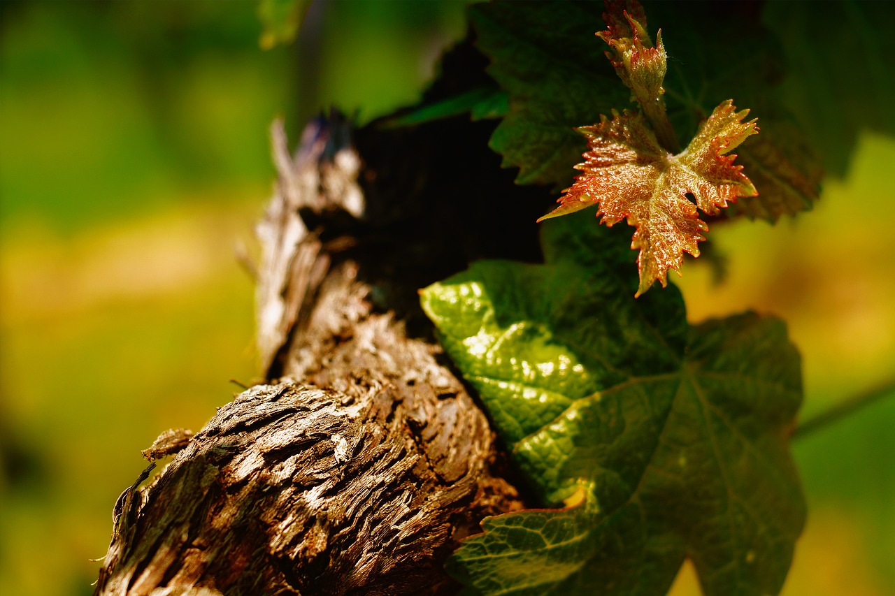 wine grapevine read free photo