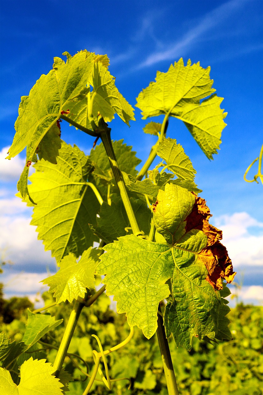 wine vine leaves free photo