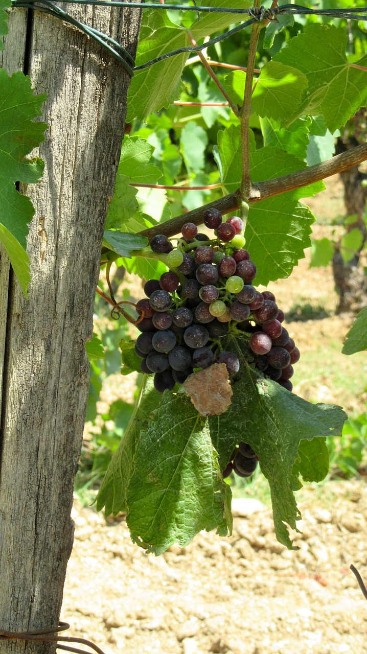 wine provence grape free photo