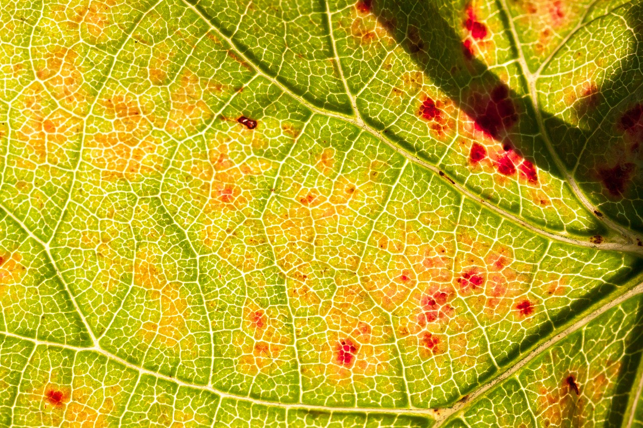 wine leaf wine harvest free photo