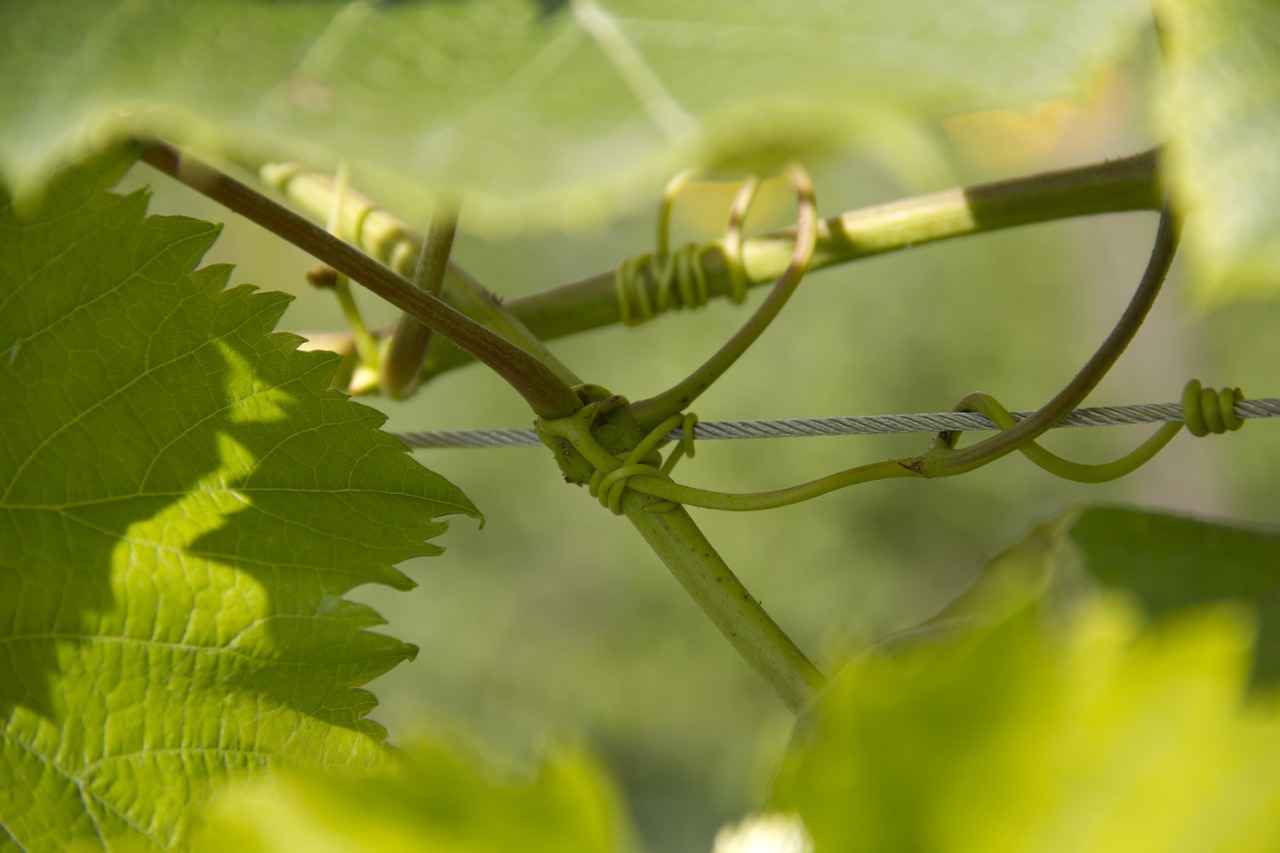wine climber leaves free photo