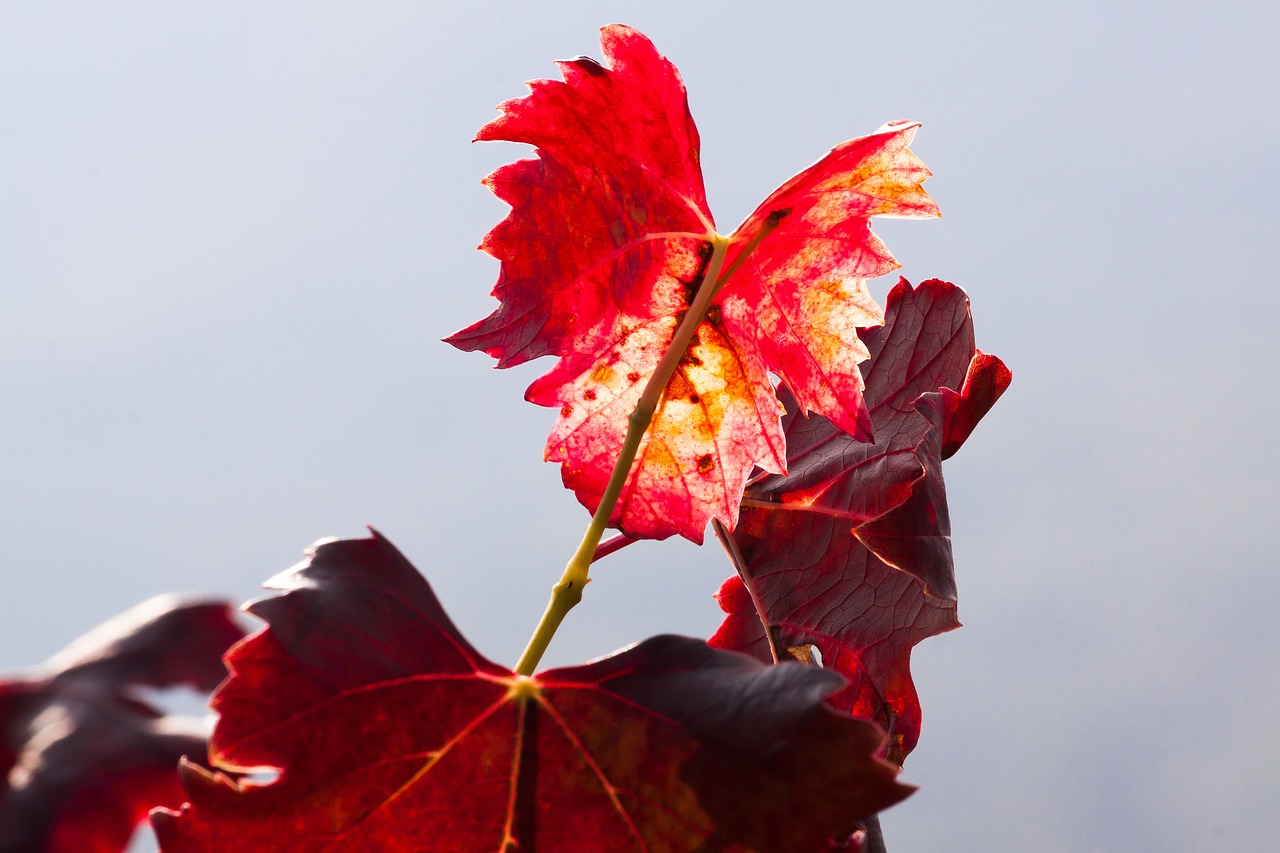 wine leaf wine harvest free photo