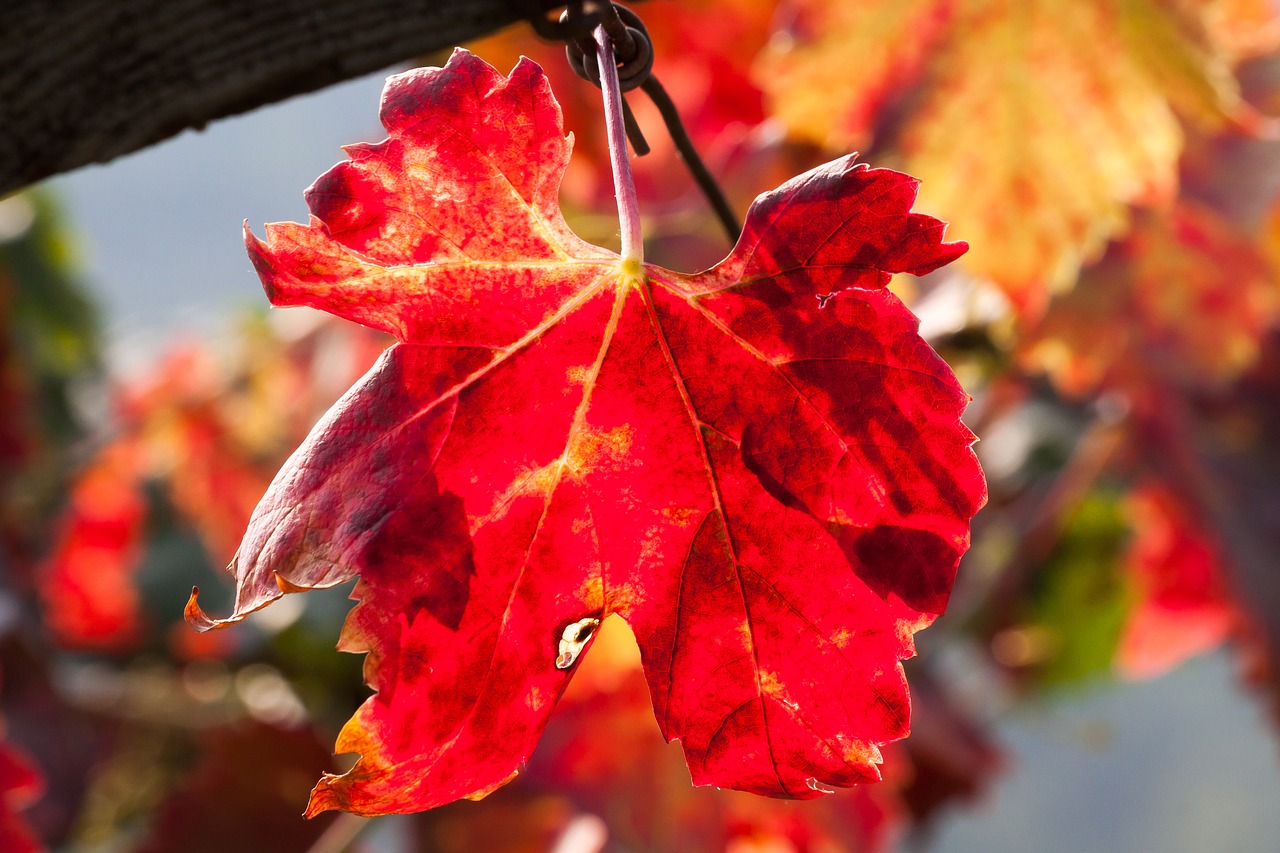 wine leaf wine harvest free photo