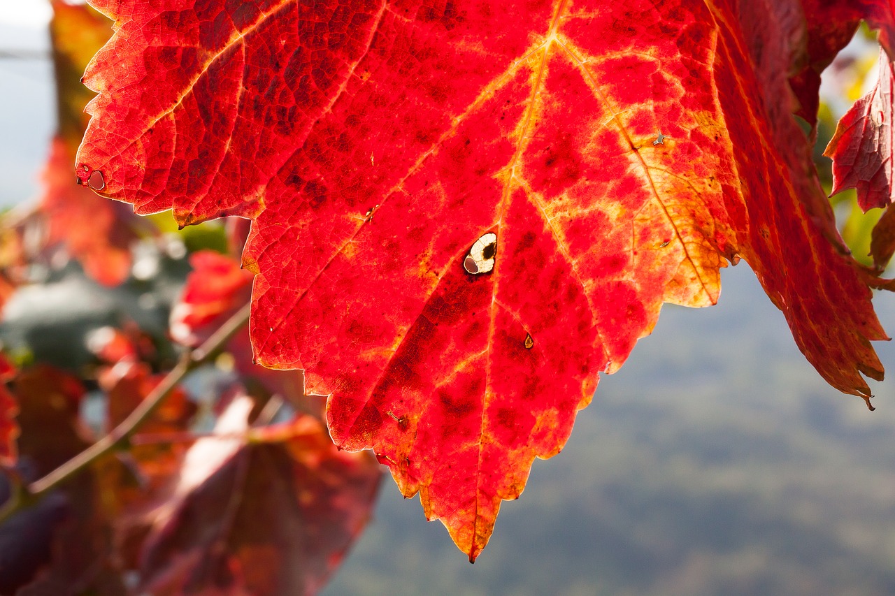 wine leaf wine harvest free photo