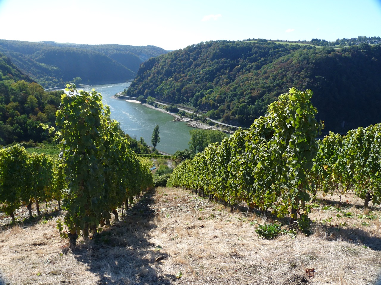 wine rheingau vineyard free photo