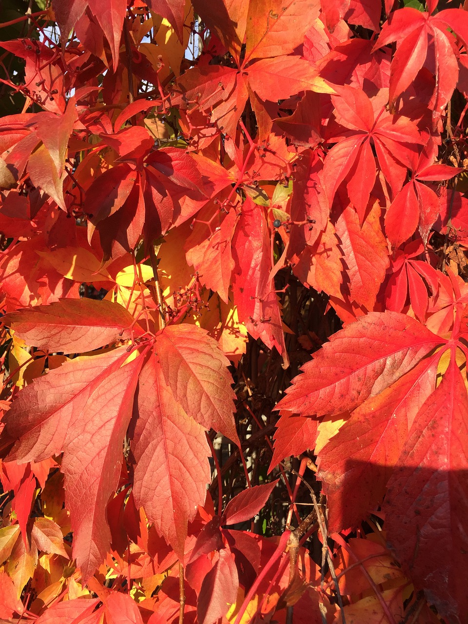 wine leaves autumn free photo