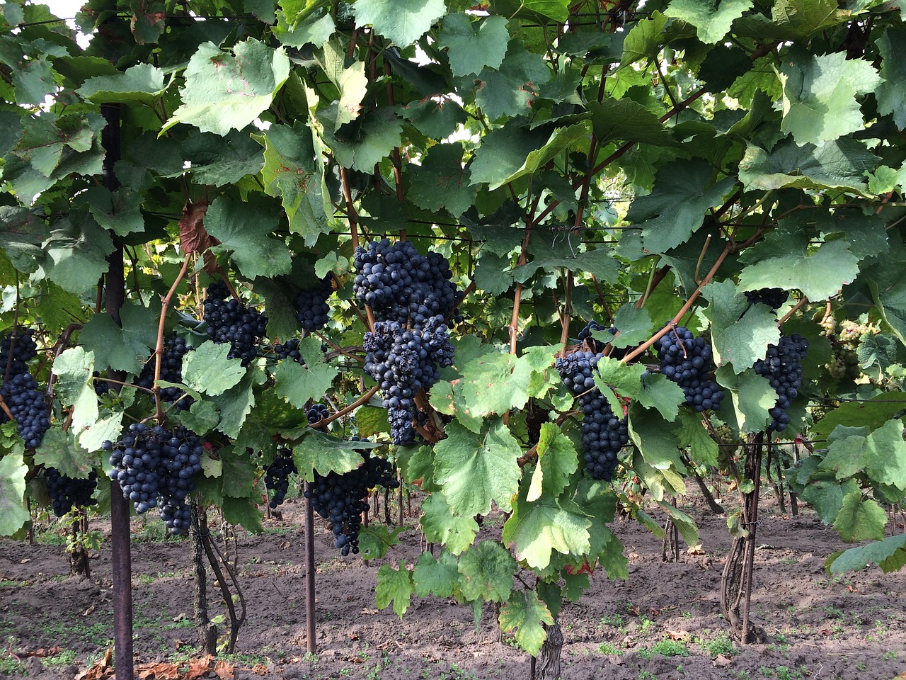wine vineyard cluster free photo