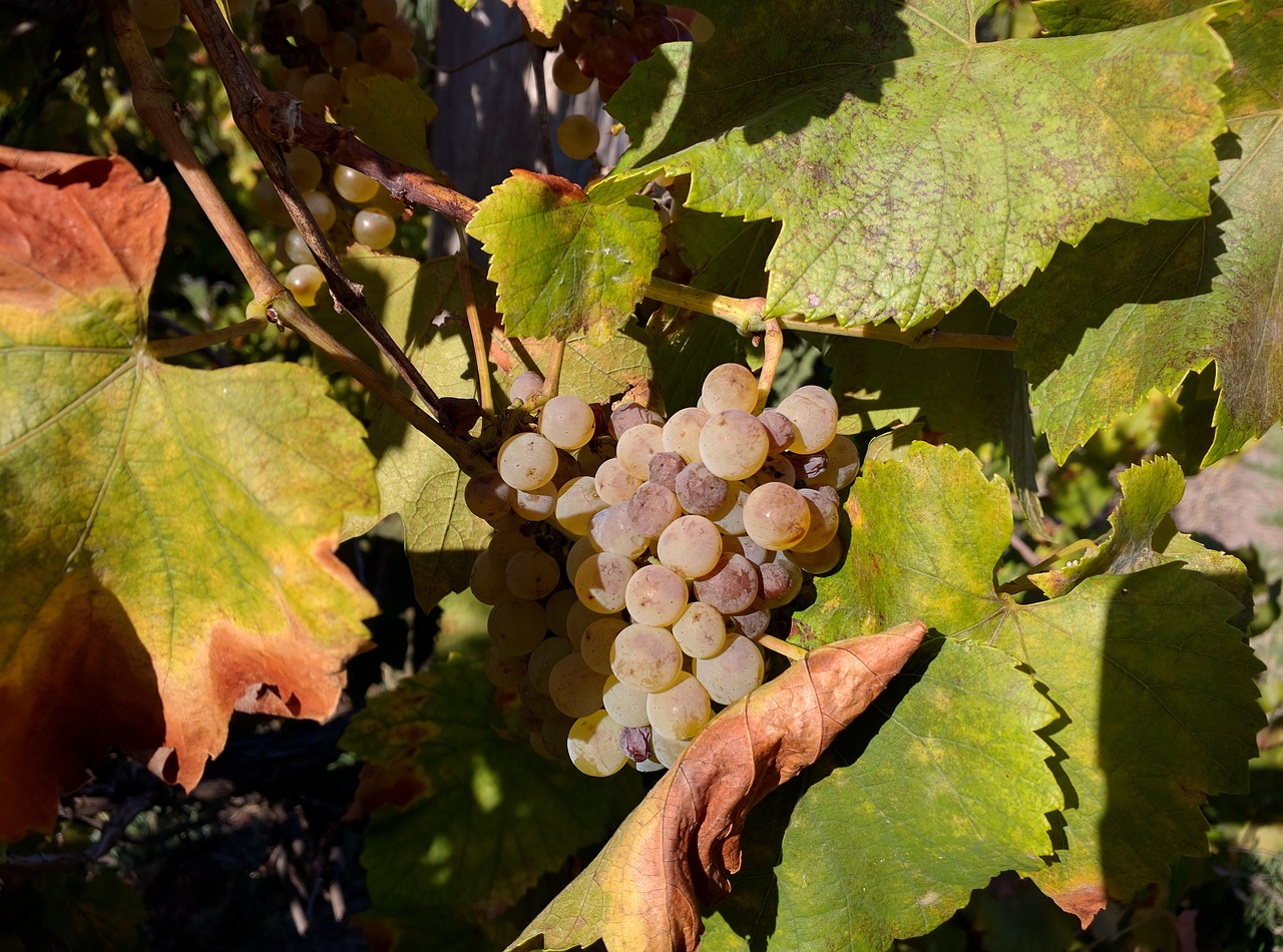 wine grapes harvest free photo