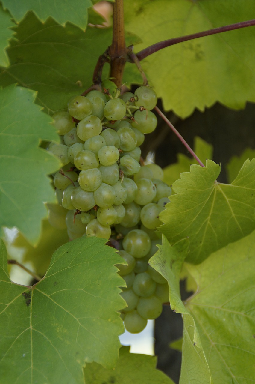 wine grapes plant free photo