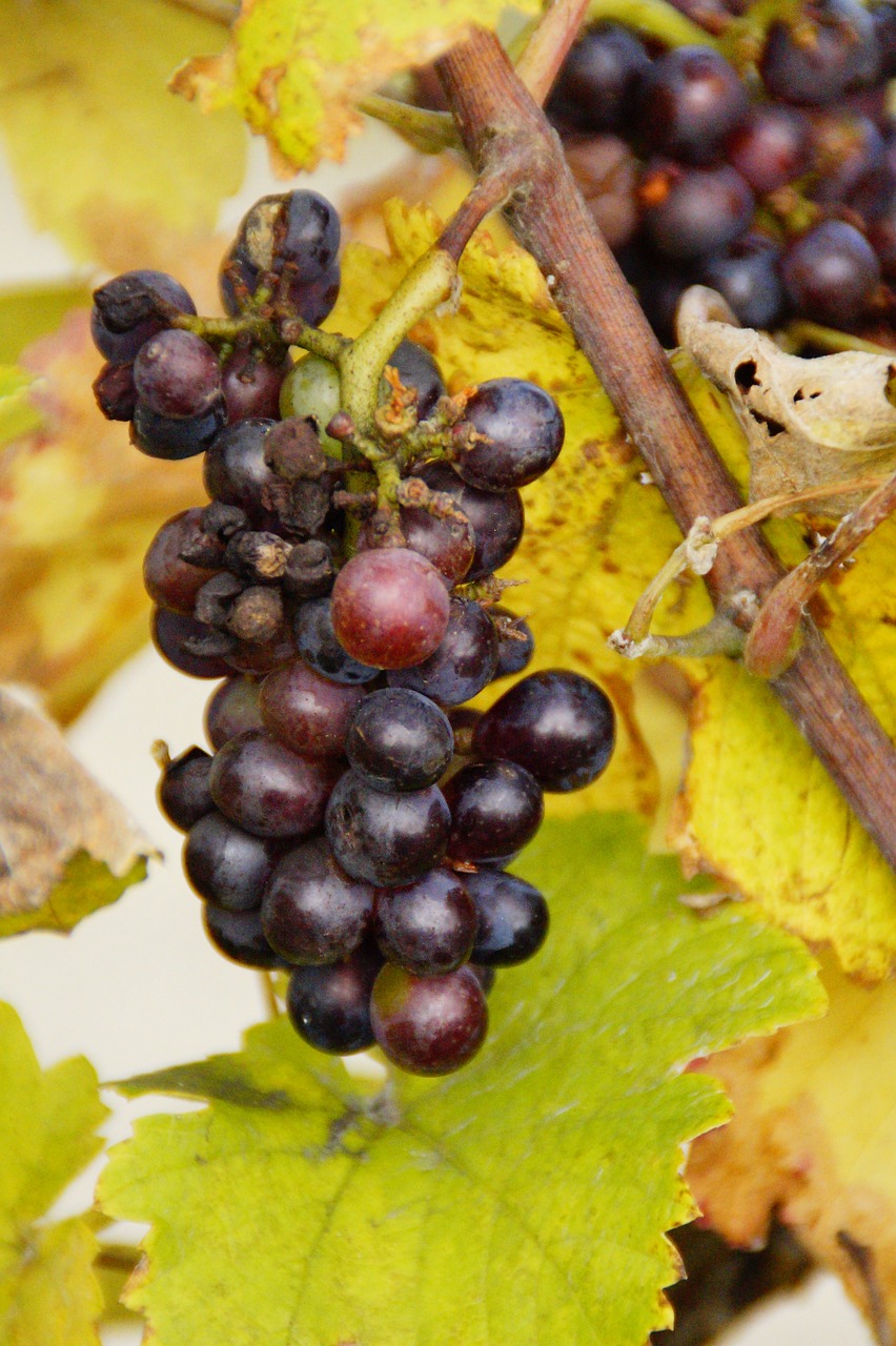 wine grape grapes free photo