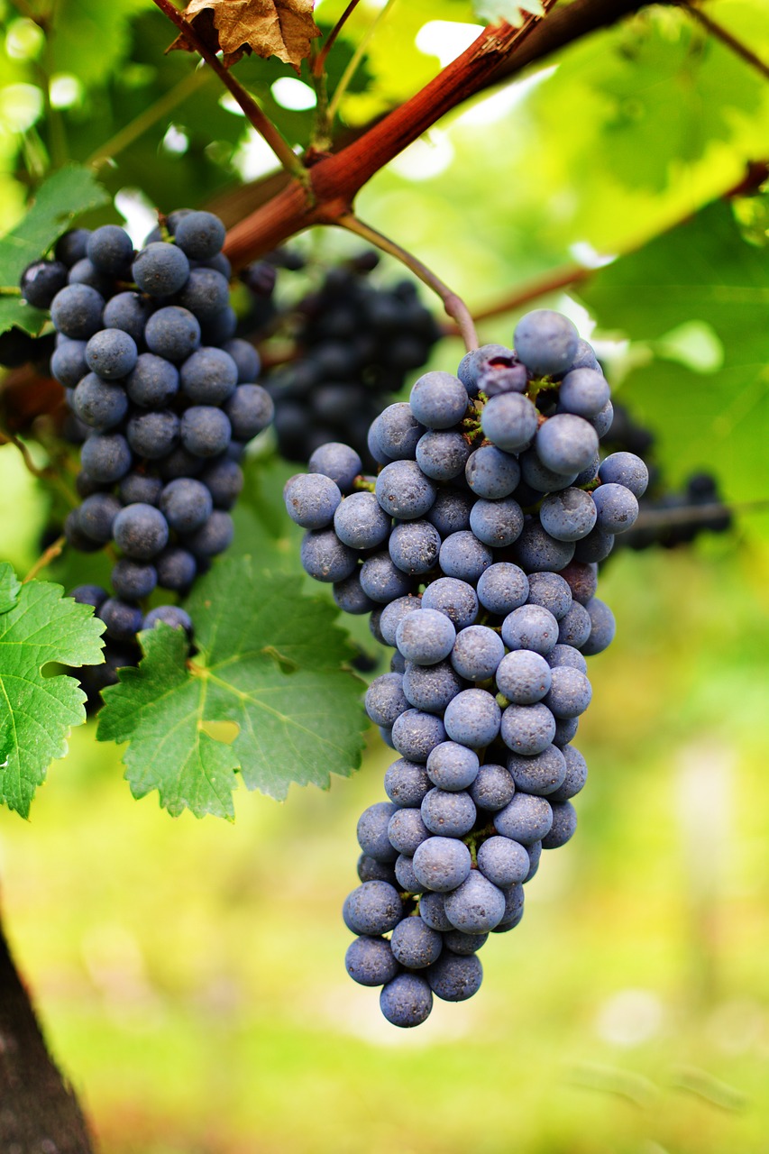 wine uva vineyard free photo