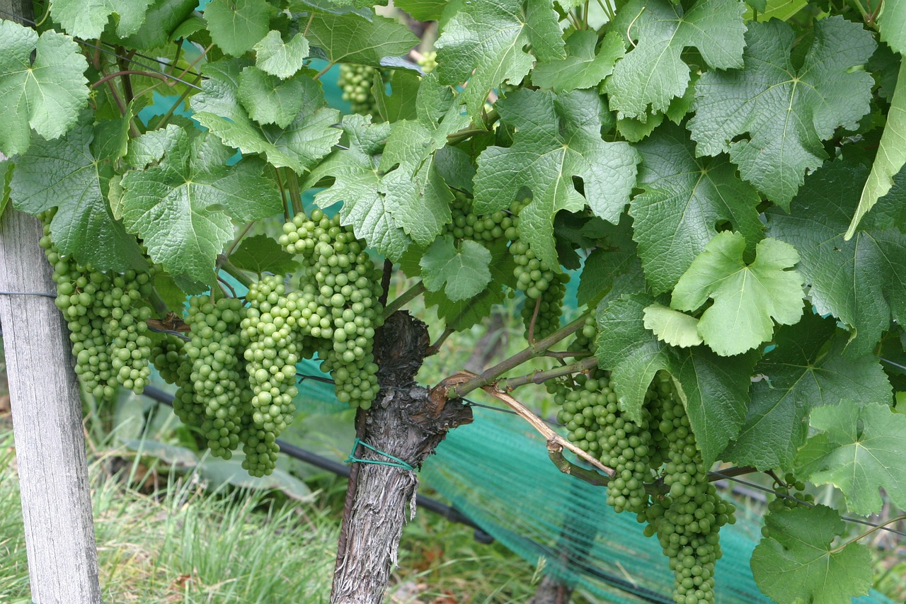 wine vines grapes free photo