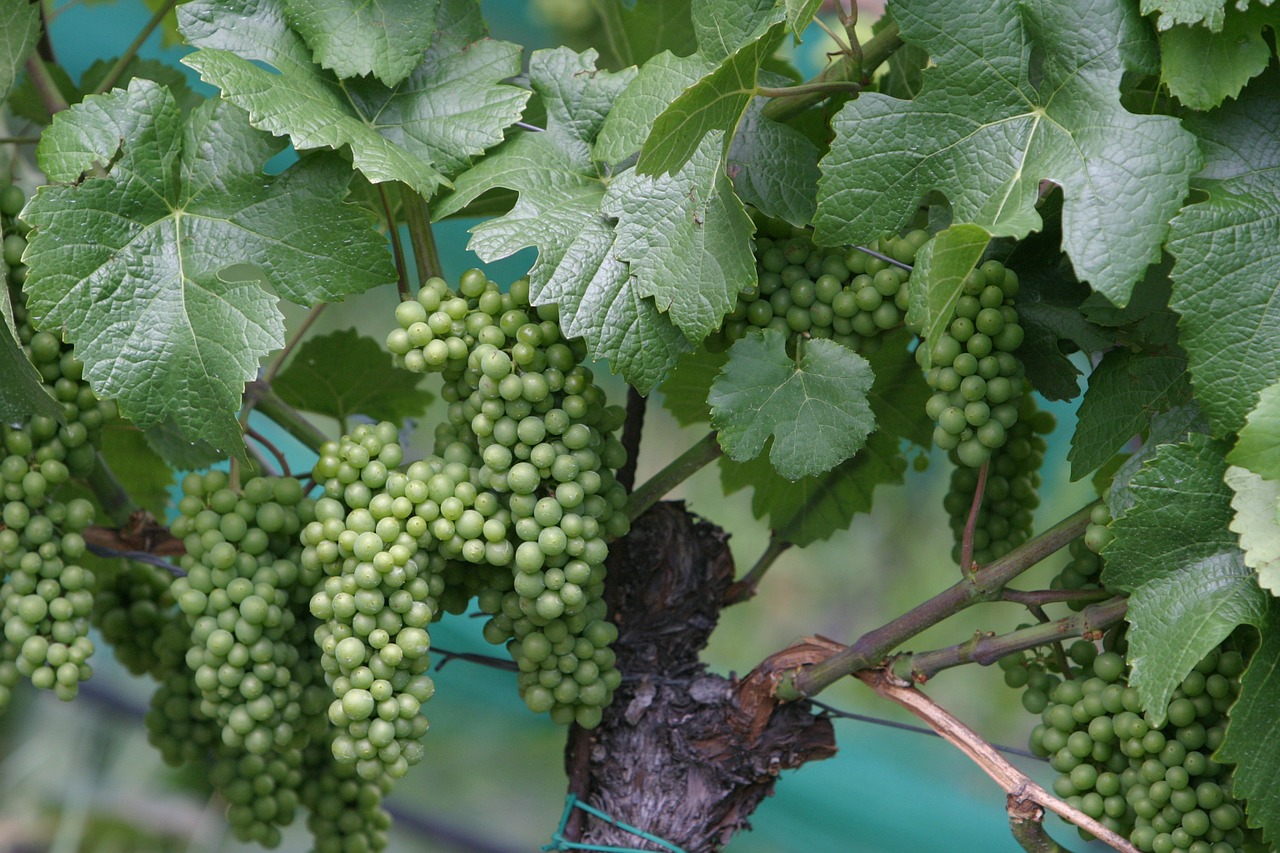 wine vines grapes free photo
