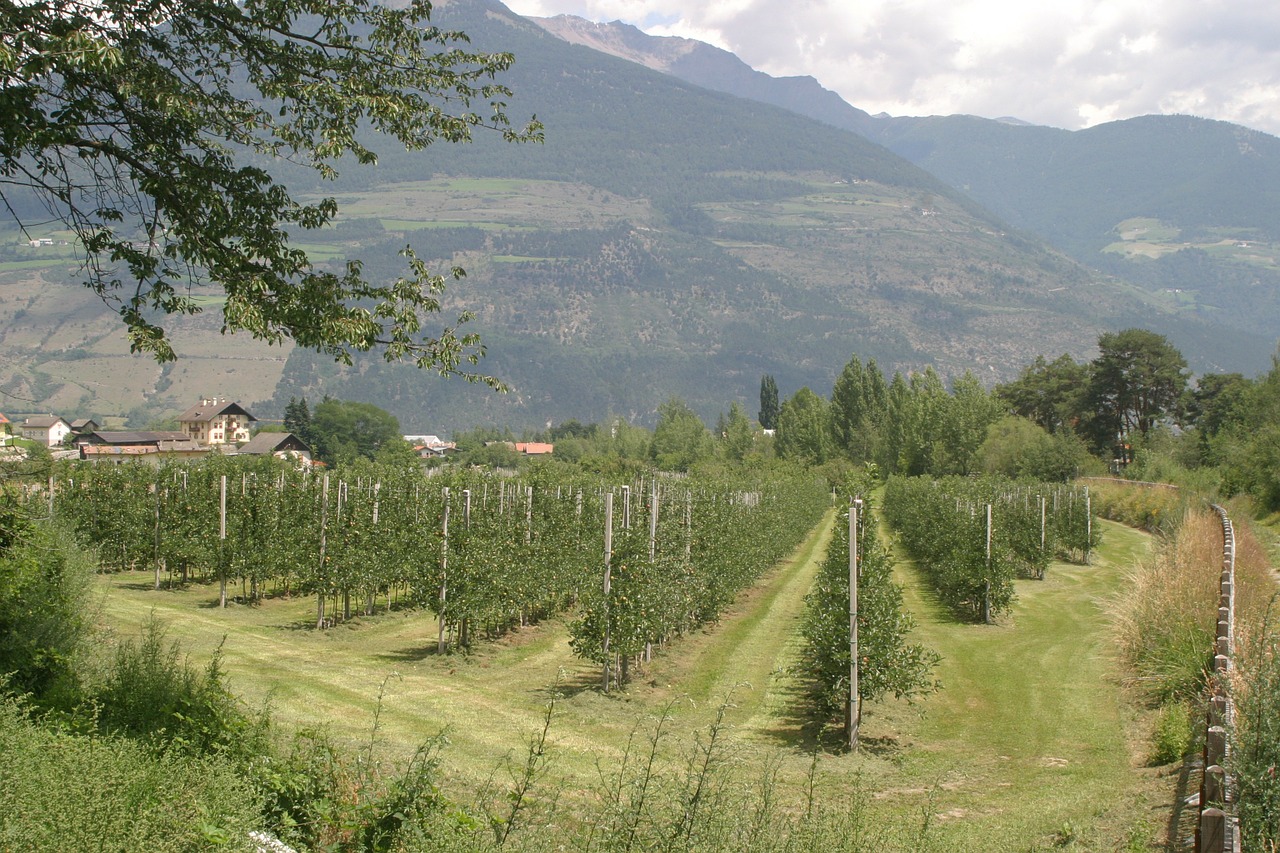 wine plantation south tyrol free photo