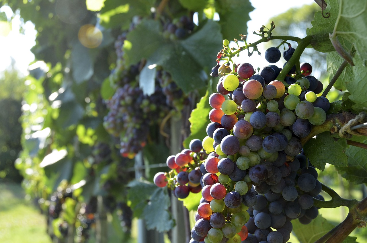 wine grapes vine free photo