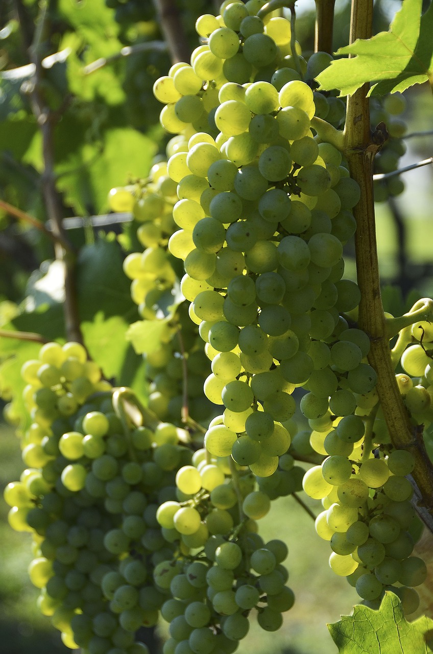 wine grapevine vine free photo