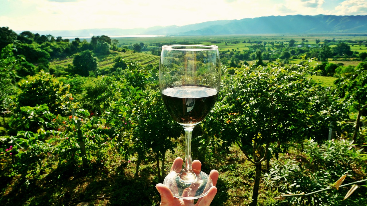 wine vineyard drink free photo