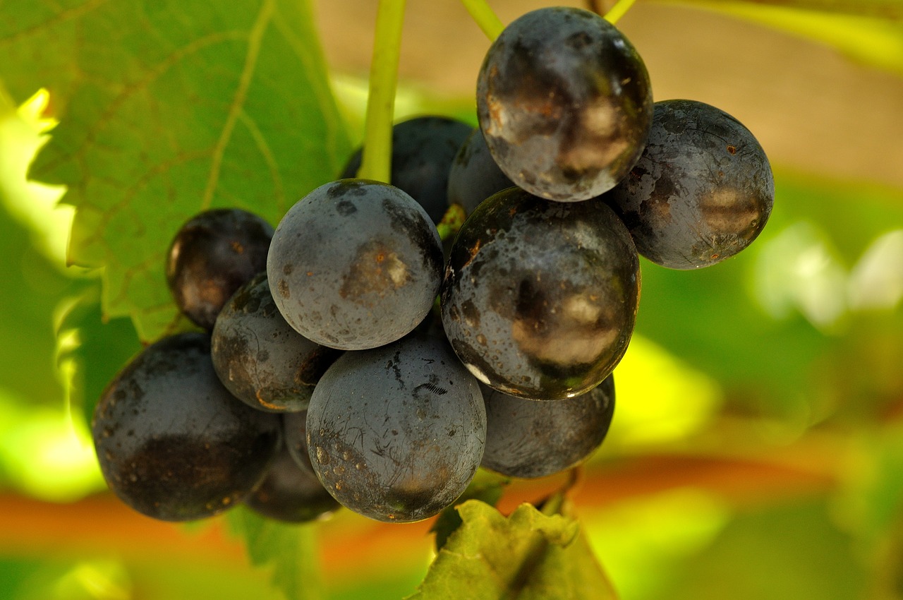 wine grapes fruits free photo