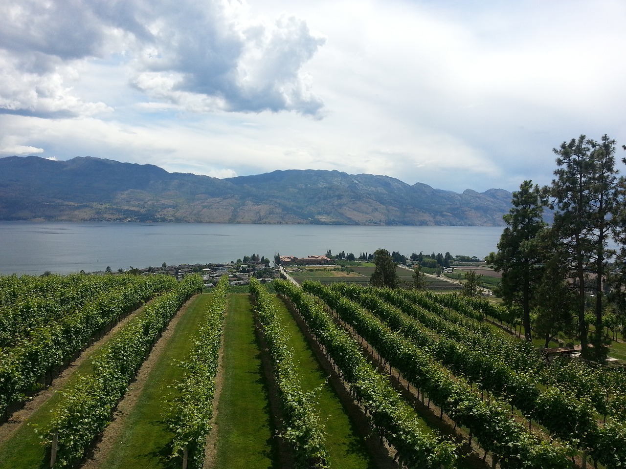 wine vineyard nature free photo