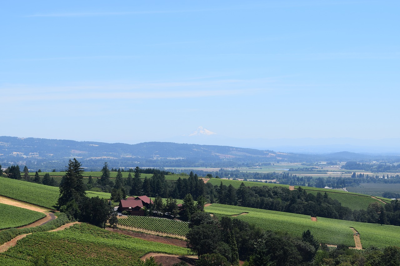 wine vineyard landscape free photo