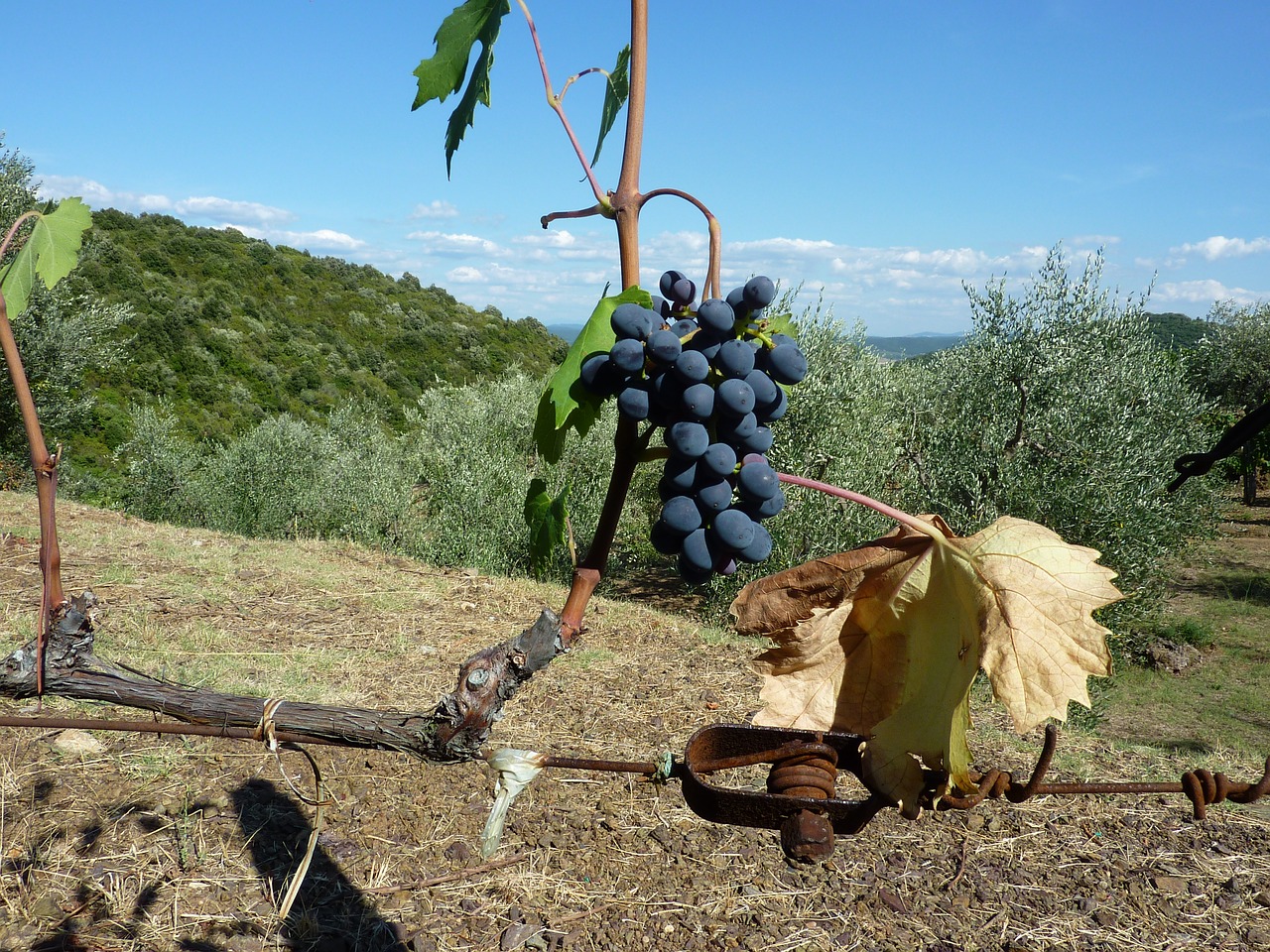 wine nature outdoors free photo