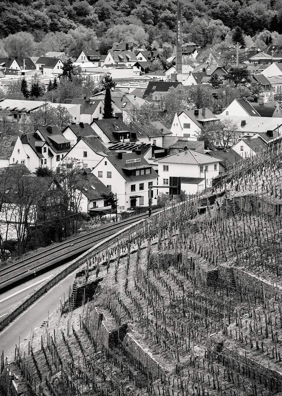 wine vineyard winegrowing free photo