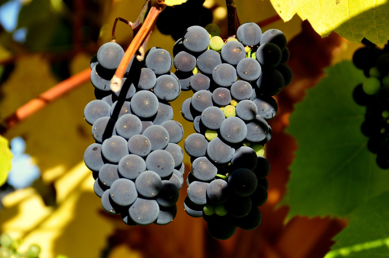 wine grapes red wine free photo