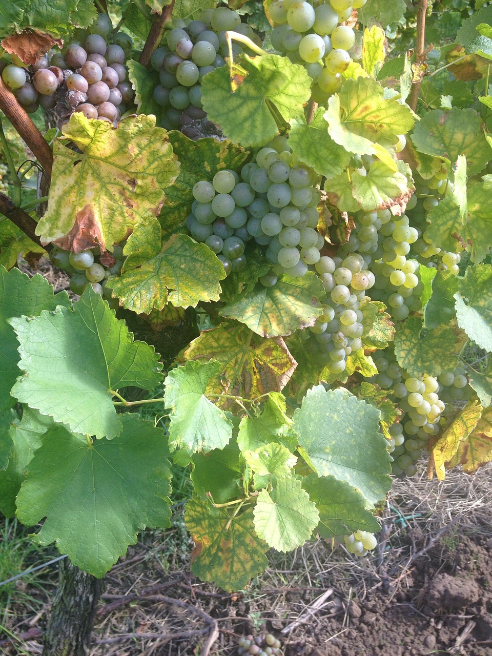 wine grapes winegrowing free photo