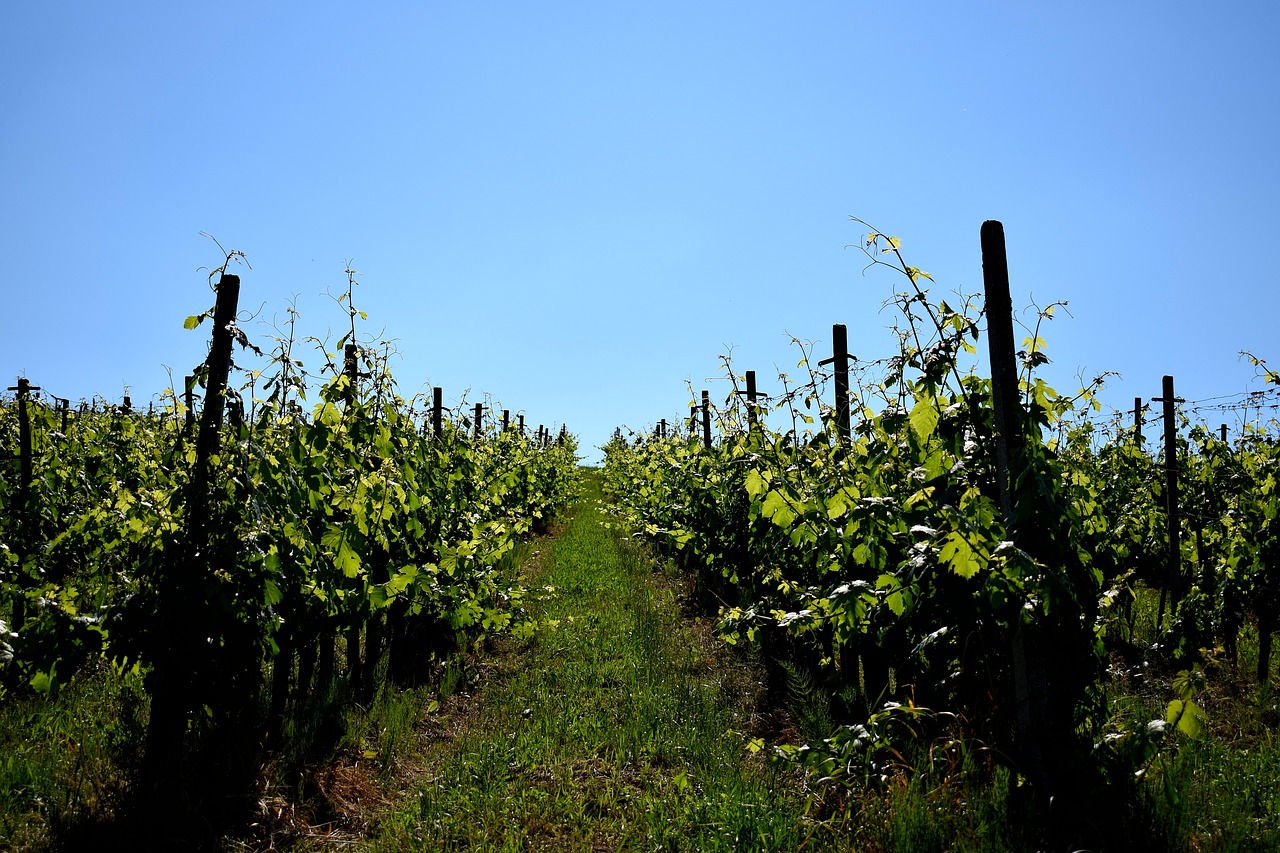 wine agriculture rural free photo