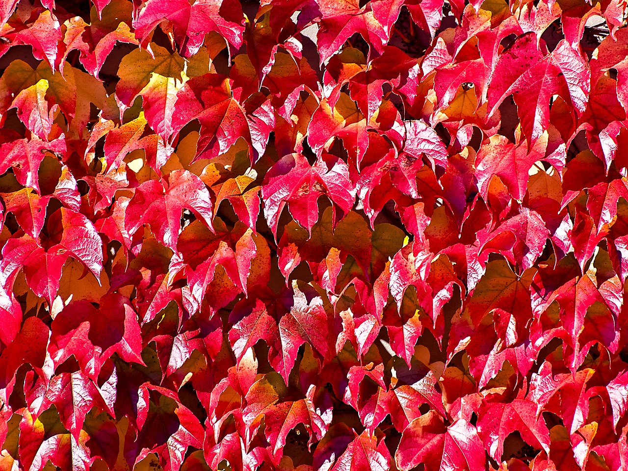 wine leaves plant free photo