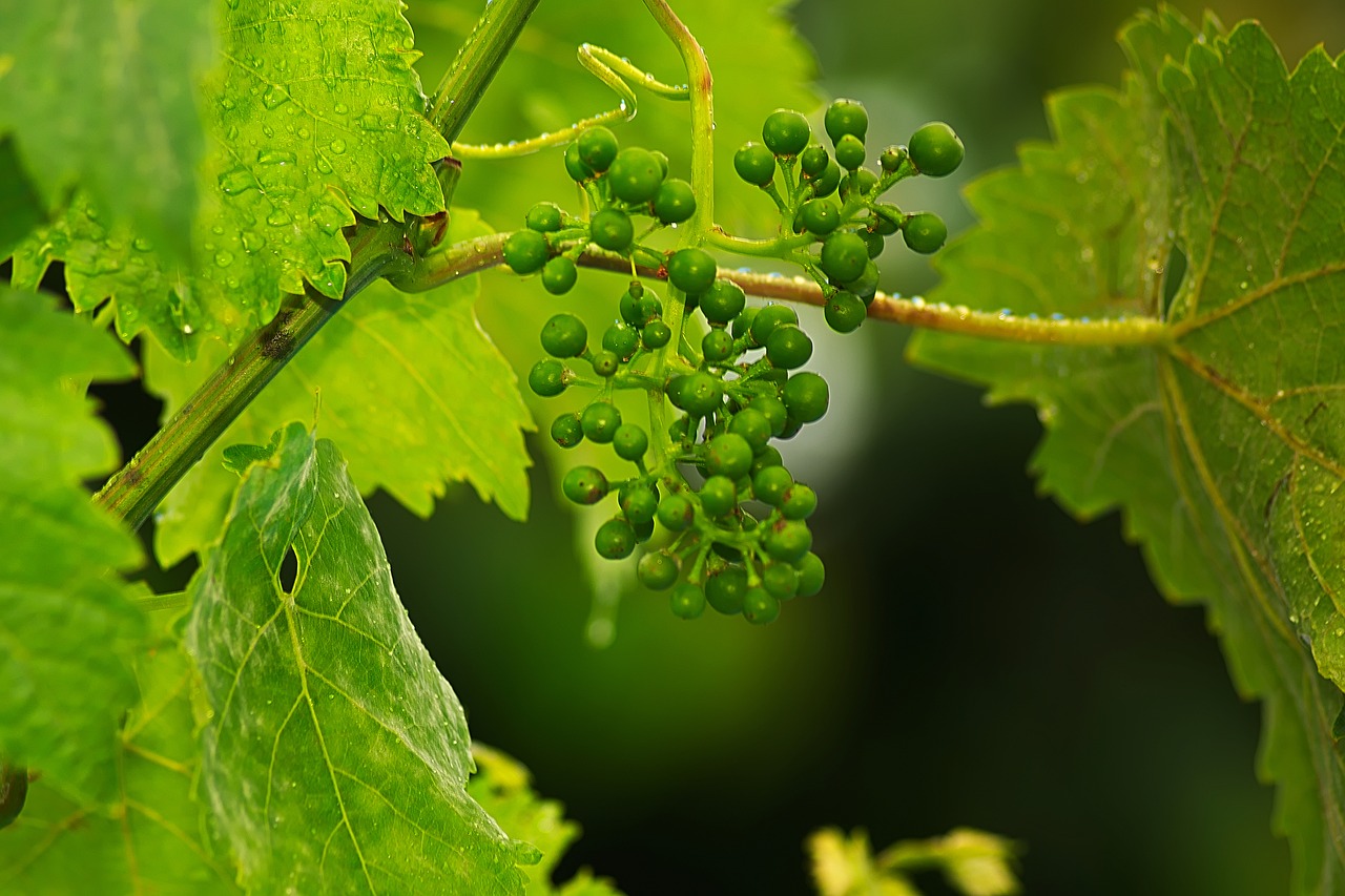 wine grape fruits free photo