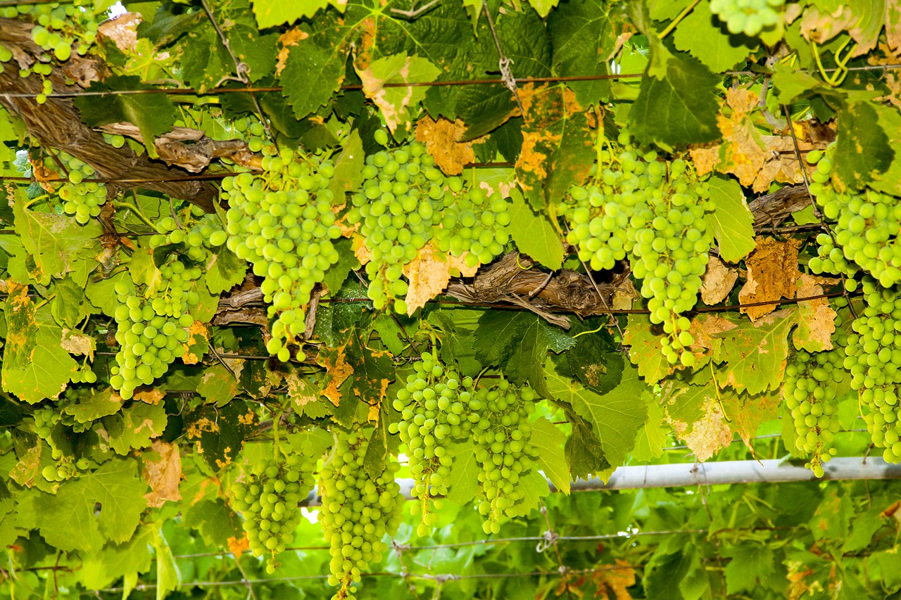 wine grapes green free photo