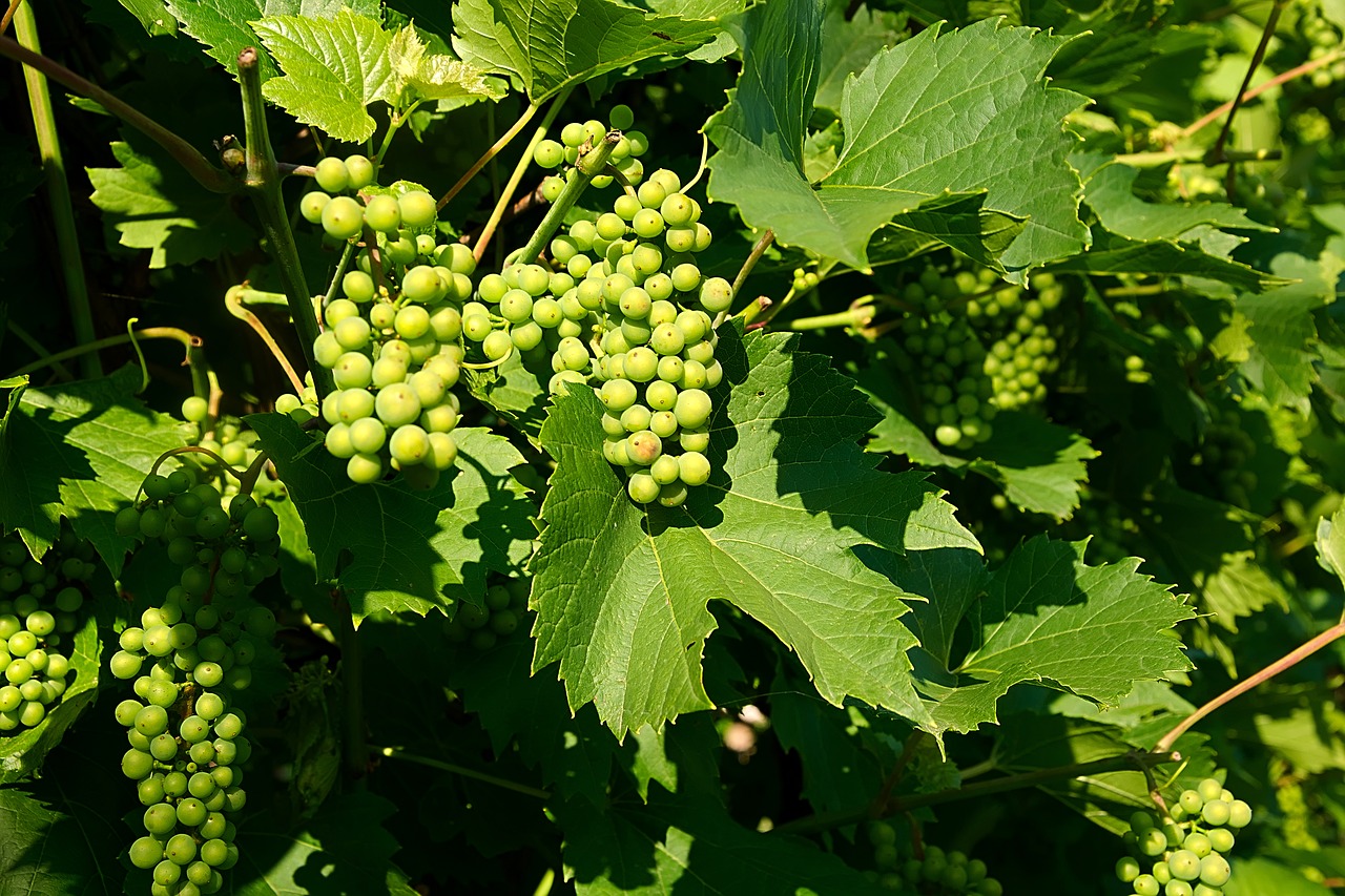 wine grapes fruits free photo