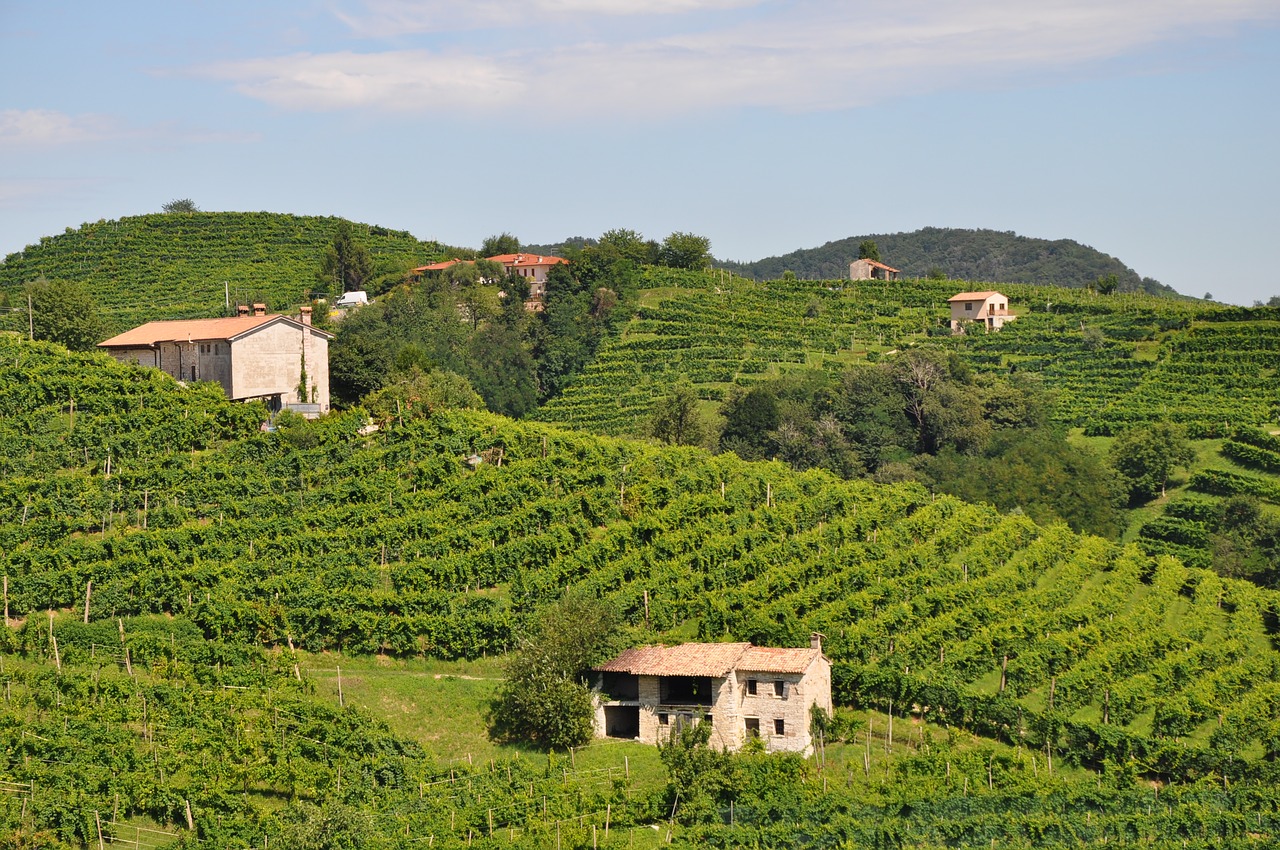 wine winery italy free photo