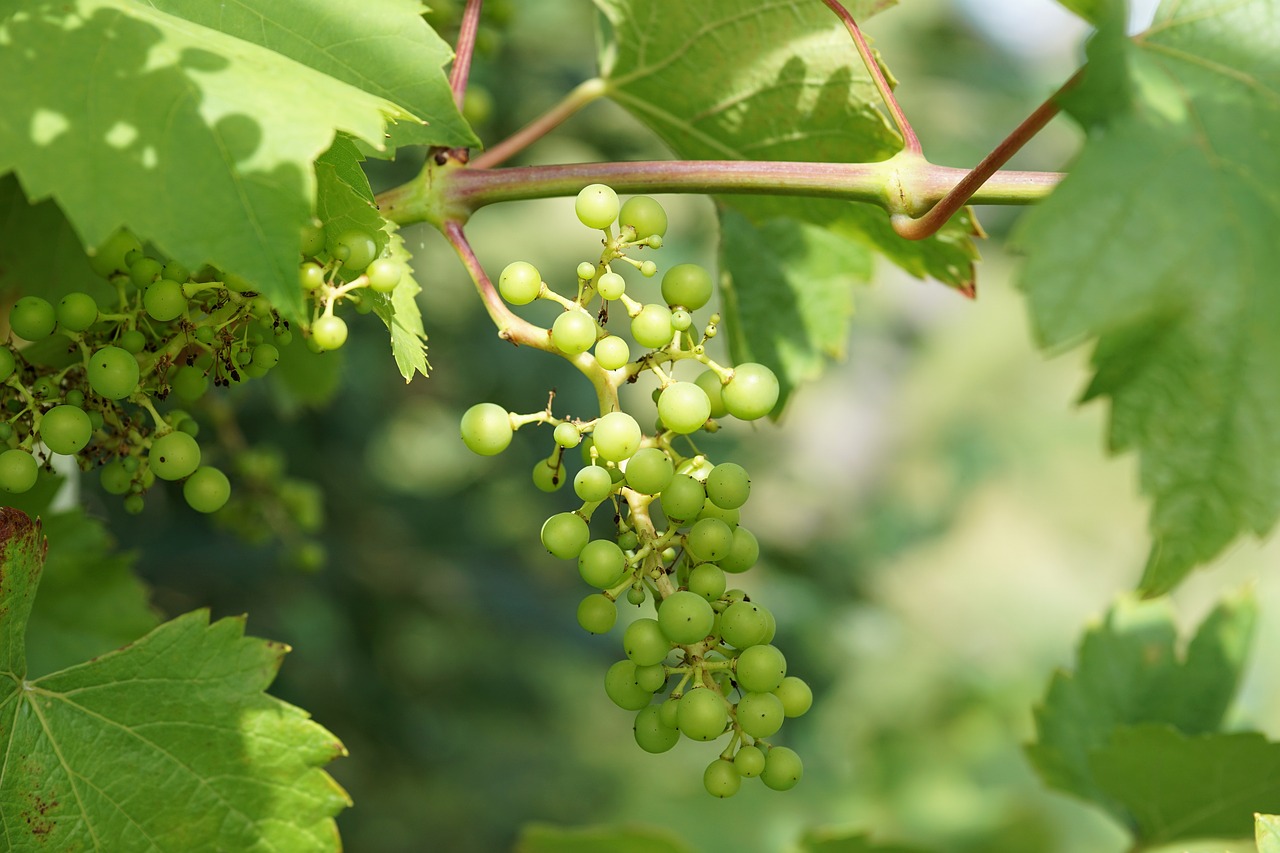 wine grape winegrowing free photo