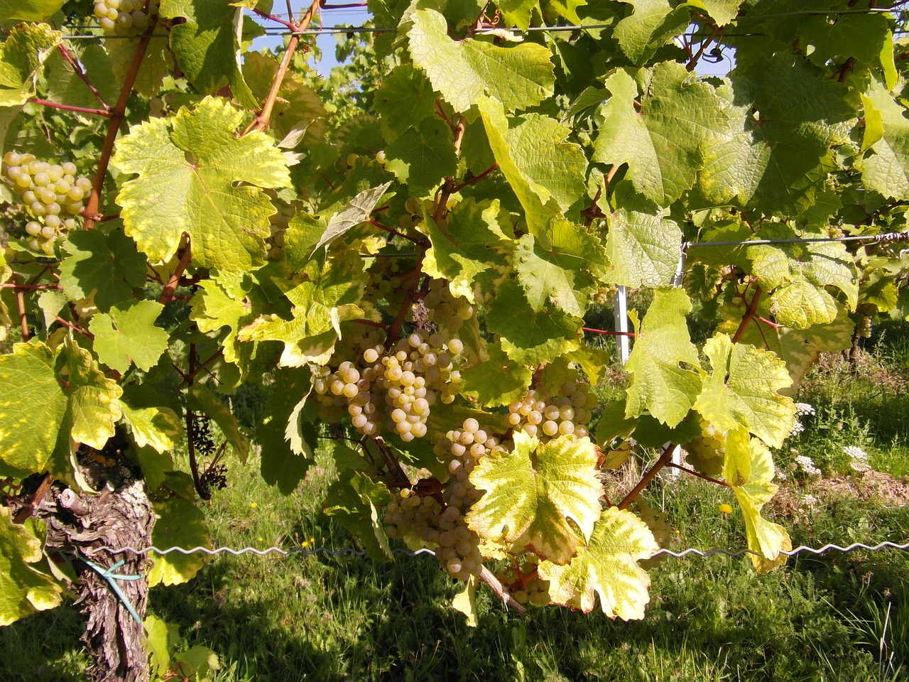 wine wine harvest new wine free photo