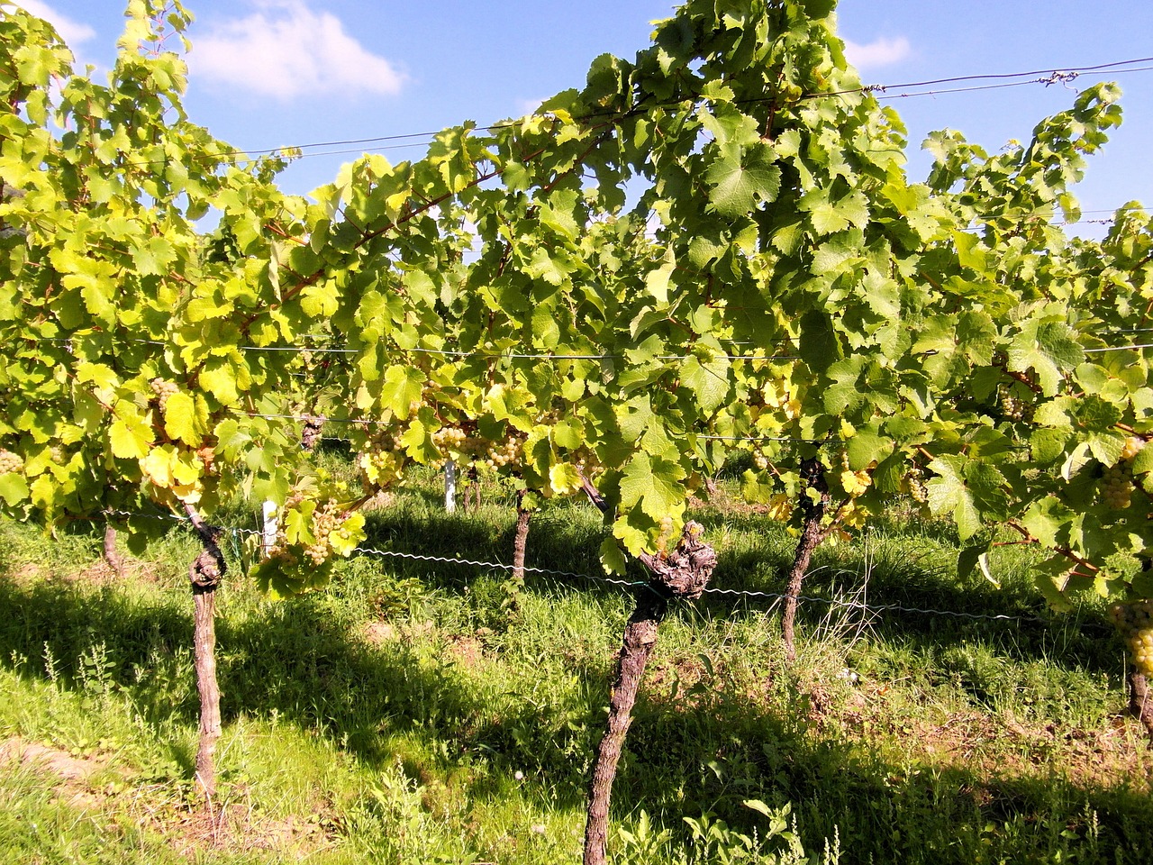 wine wine harvest new wine free photo