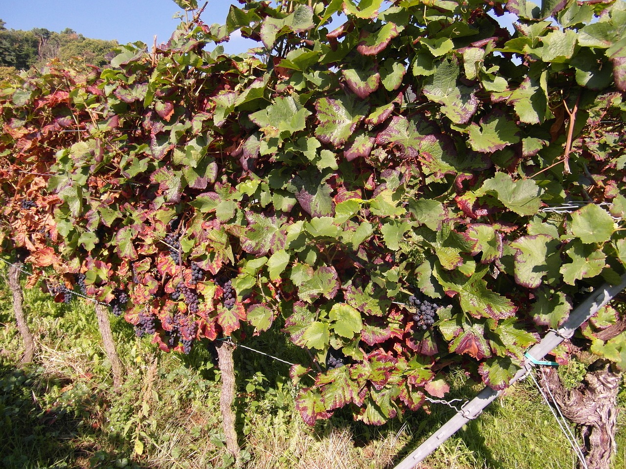 wine wine harvest new wine free photo