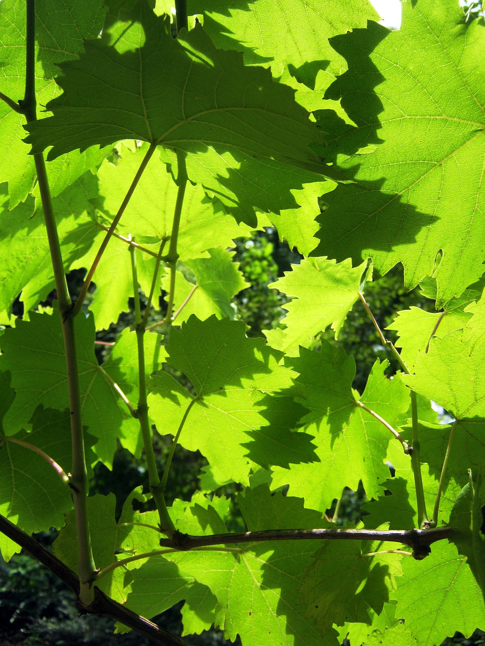 wine vine leaves sunny free photo