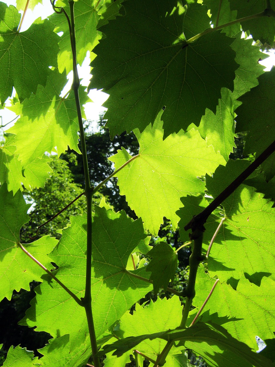 wine vine leaves sunny free photo