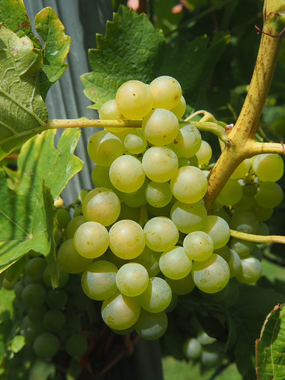 wine grape vine free photo
